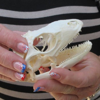 A-Grade Iguana Skull 3-3/4"