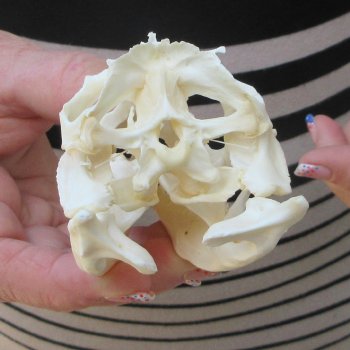 A-Grade Iguana Skull 3-3/4"