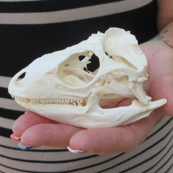 A-Grade Iguana Skull 3-3/4"