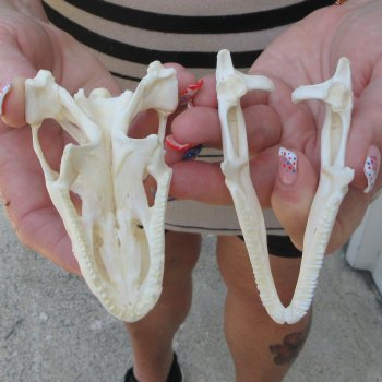 A-Grade Iguana Skull 3-3/4"