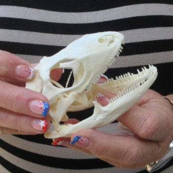 A-Grade Iguana Skull 3-3/4"
