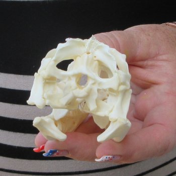 A-Grade Iguana Skull 3-3/4"