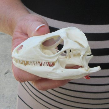 A-Grade Iguana Skull 3-3/4"