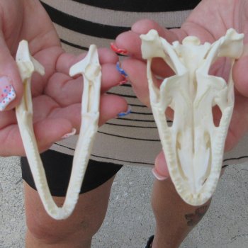 A-Grade Iguana Skull 3-3/4"