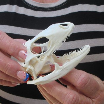A-Grade Iguana Skull 3-1/2"