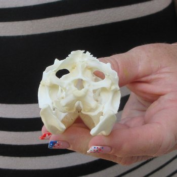 A-Grade Iguana Skull 3-1/2"