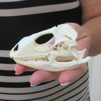 A-Grade Iguana Skull 3-1/2"