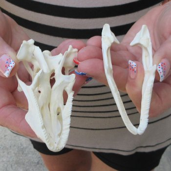 A-Grade Iguana Skull 3-1/2"