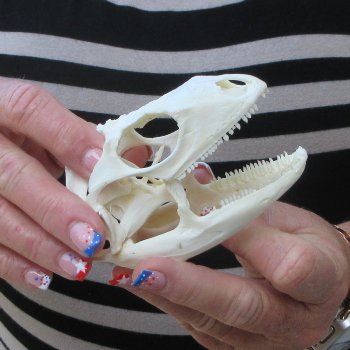 A-Grade Iguana Skull 4"