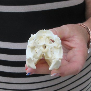 A-Grade Iguana Skull 4"
