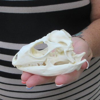 A-Grade Iguana Skull 4"