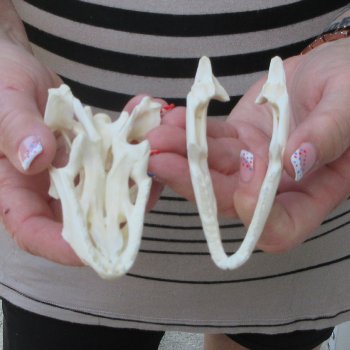 A-Grade Iguana Skull 4"