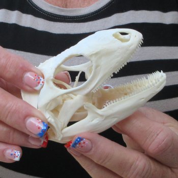 A-Grade Iguana Skull 4"