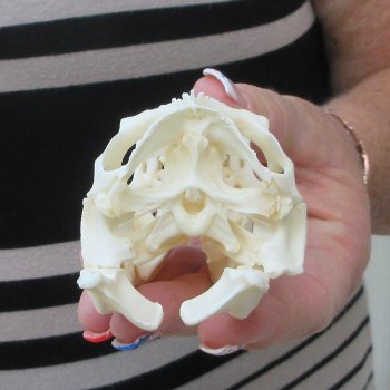A-Grade Iguana Skull 4"