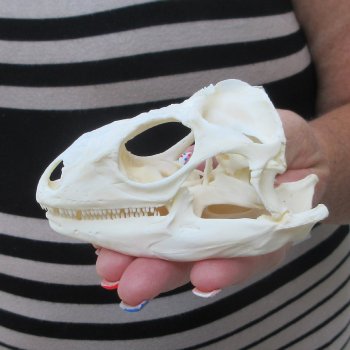 A-Grade Iguana Skull 4"