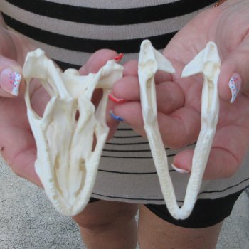A-Grade Iguana Skull 4"