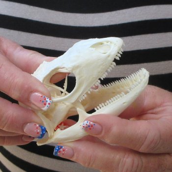 A-Grade Iguana Skull 3-1/2"