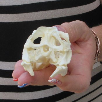 A-Grade Iguana Skull 3-1/2"