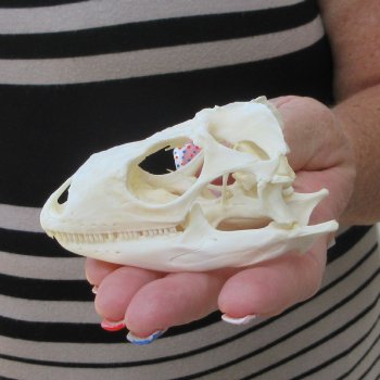 A-Grade Iguana Skull 3-1/2"
