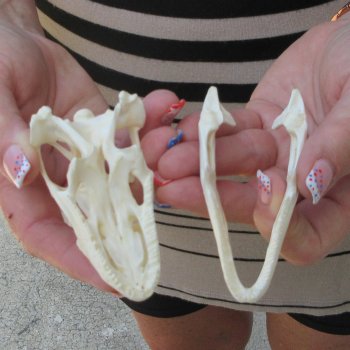 A-Grade Iguana Skull 3-1/2"