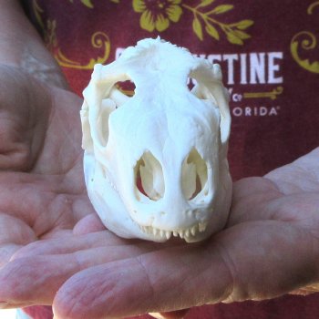 A-Grade Iguana Skull 4"