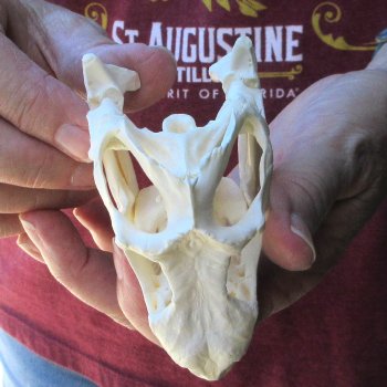 A-Grade Iguana Skull 4"