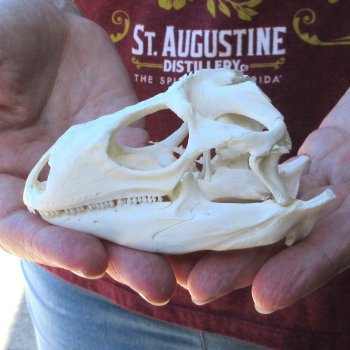 A-Grade Iguana Skull 4"