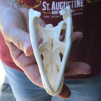 A-Grade Iguana Skull 4"