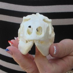 Iguana Skull 4-1/4&...
