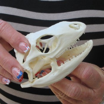 Iguana Skull 4-1/4"