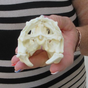 Iguana Skull 4-1/4"