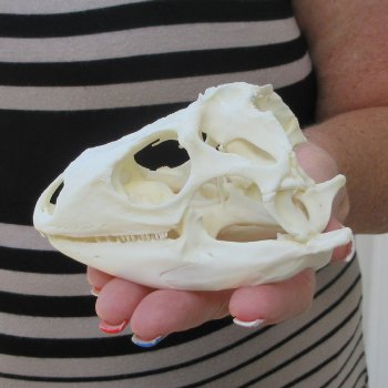 Iguana Skull 4-1/4"