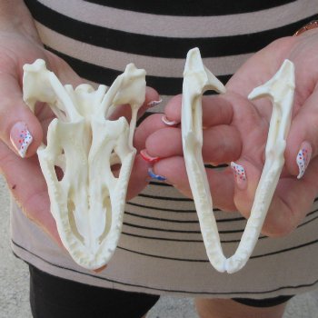 Iguana Skull 4-1/4"