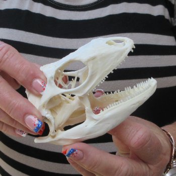 A-Grade Iguana Skull 4-1/4"