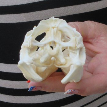 A-Grade Iguana Skull 4-1/4"