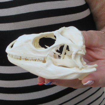 A-Grade Iguana Skull 4-1/4"