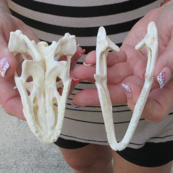 A-Grade Iguana Skull 4-1/4"