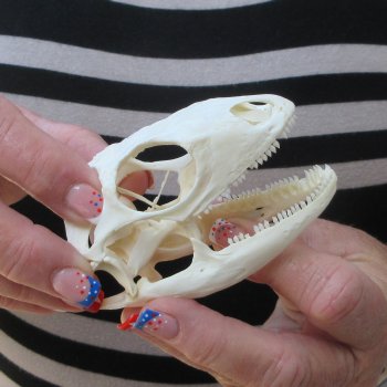 A-Grade Iguana Skull 3-1/2"
