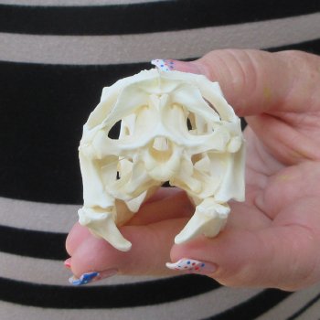 A-Grade Iguana Skull 3-1/2"