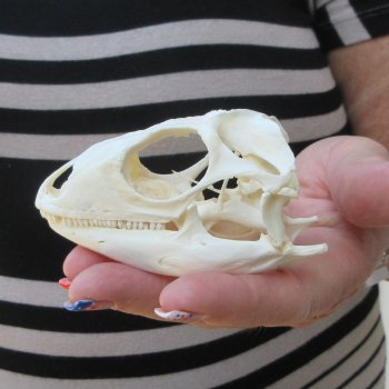 A-Grade Iguana Skull 3-1/2"