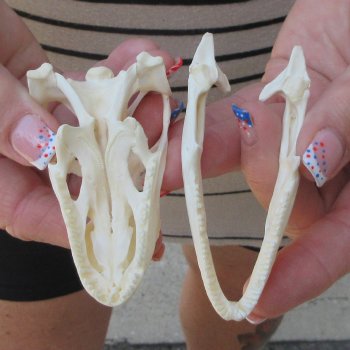 A-Grade Iguana Skull 3-1/2"