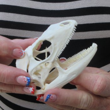 A-Grade Iguana Skull 3-1/2"