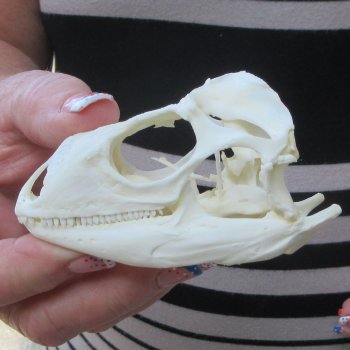 A-Grade Iguana Skull 3-1/2"