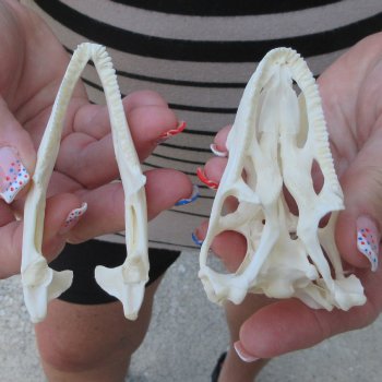 A-Grade Iguana Skull 3-1/2"