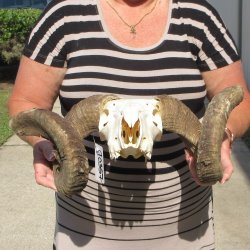 B-Grade African Merino Ram/Sheep Skull with 24" Horns 