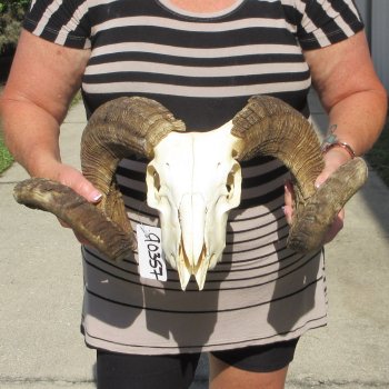 B-Grade African Merino Ram/Sheep Skull with 24" Horns 