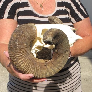 B-Grade African Merino Ram/Sheep Skull with 24" Horns 