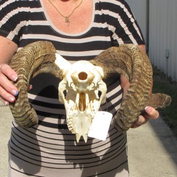 B-Grade African Merino Ram/Sheep Skull with 24" Horns 