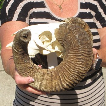 B-Grade African Merino Ram/Sheep Skull with 24" Horns 