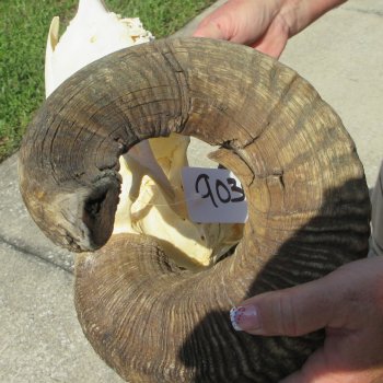 B-Grade African Merino Ram/Sheep Skull with 24" Horns 